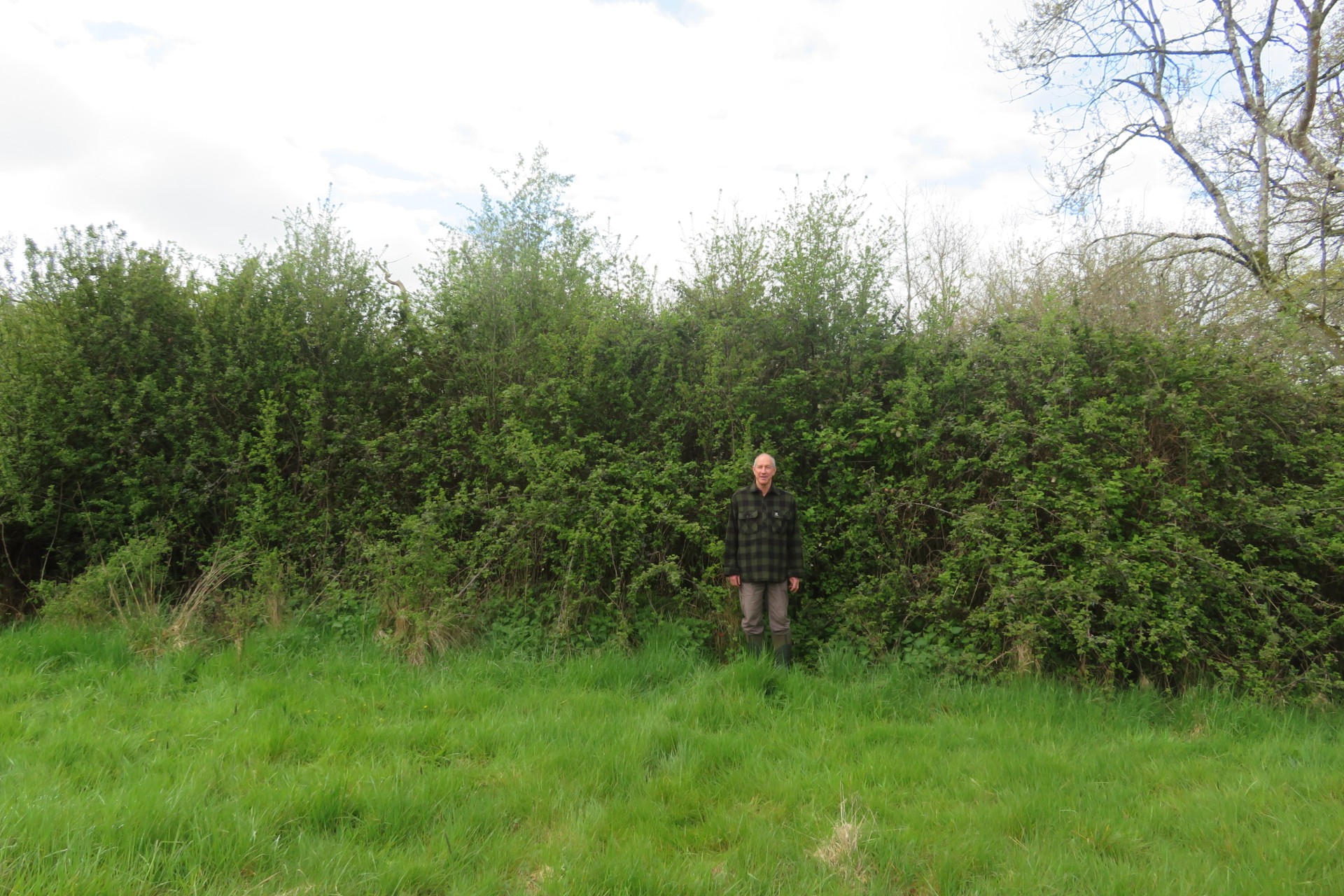 Jonathan stood in front of his re laid hedge.