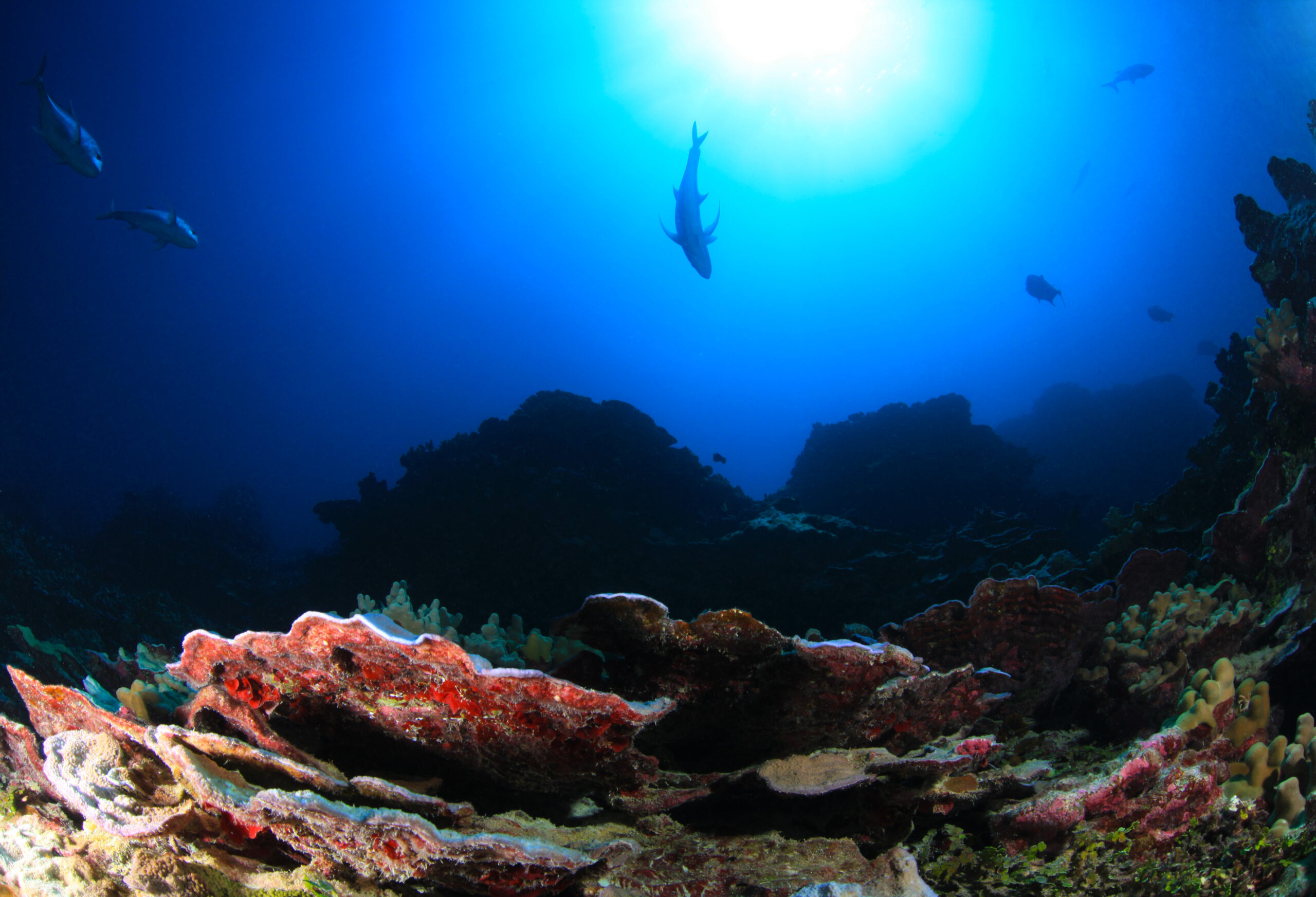 An upward-facing shot, showing pink coral on the seafloor and large fish swimming towards the surface of the water