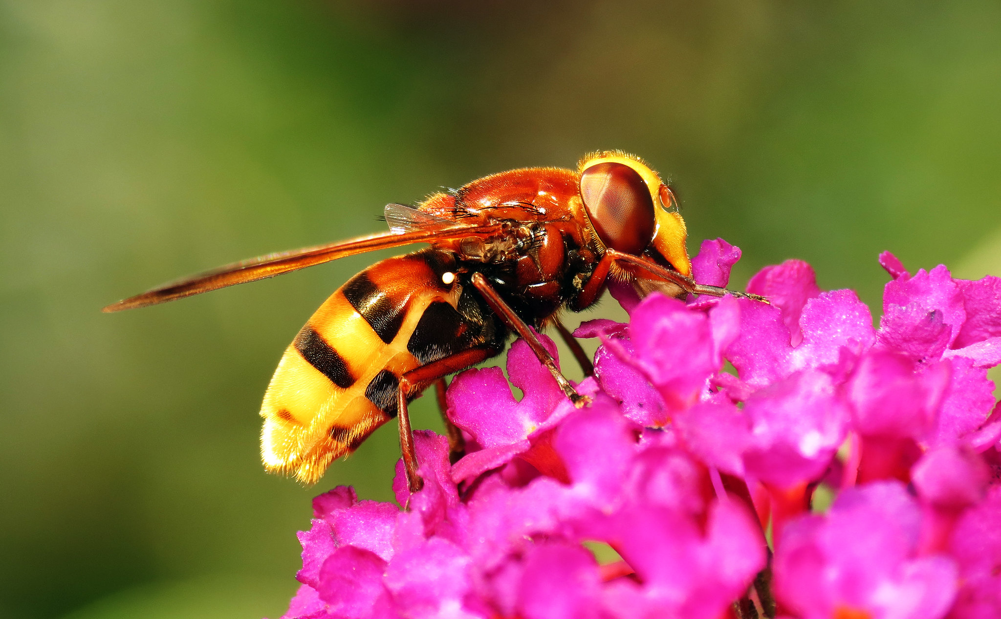 Volucella zonaria, Britain's biggest hoverfly enjoying the buddleia om the summer sun.