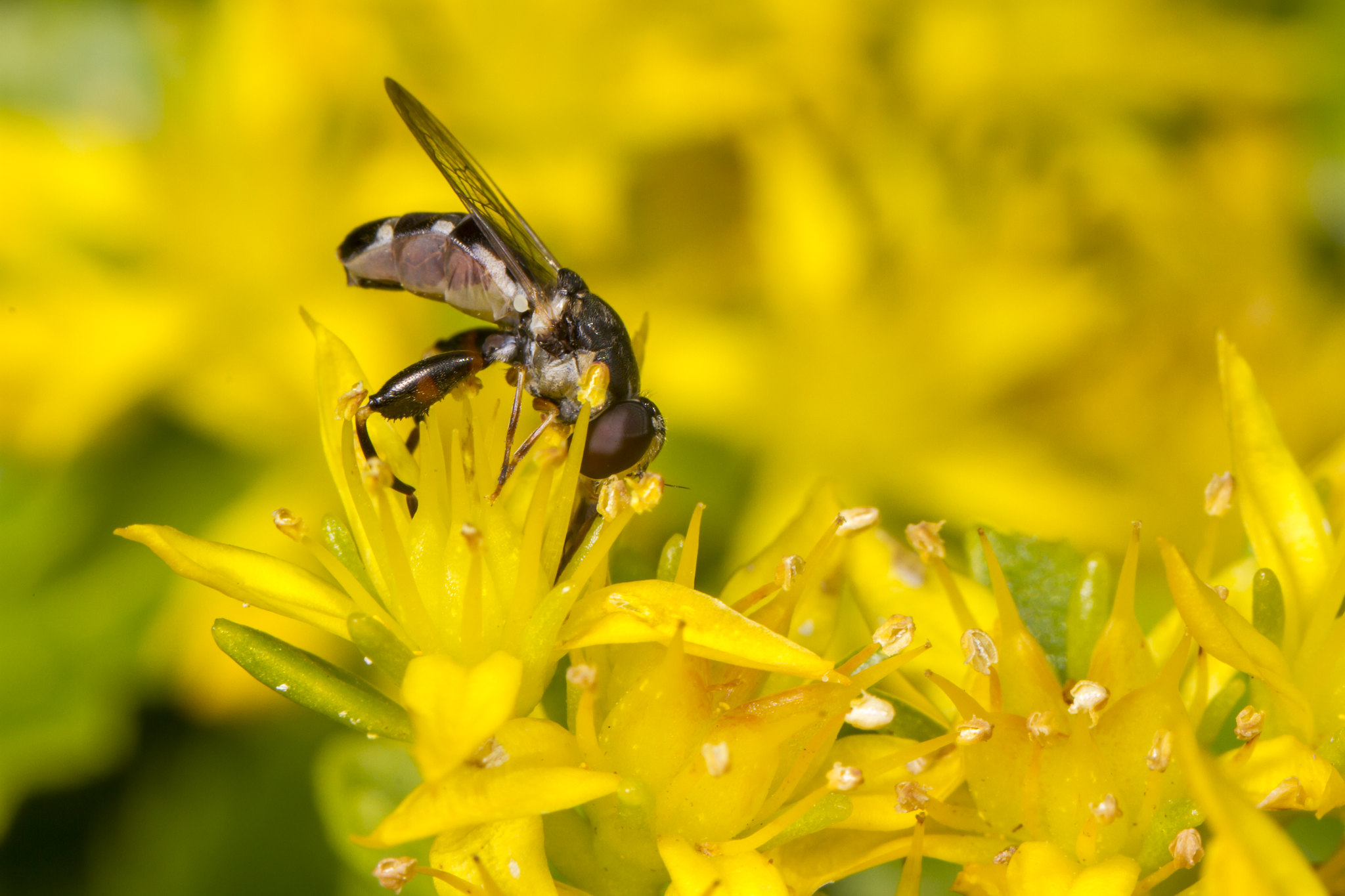 Syritta pipiens - Thick-legged Hoverfly taking nectar from a small, yellow flower.