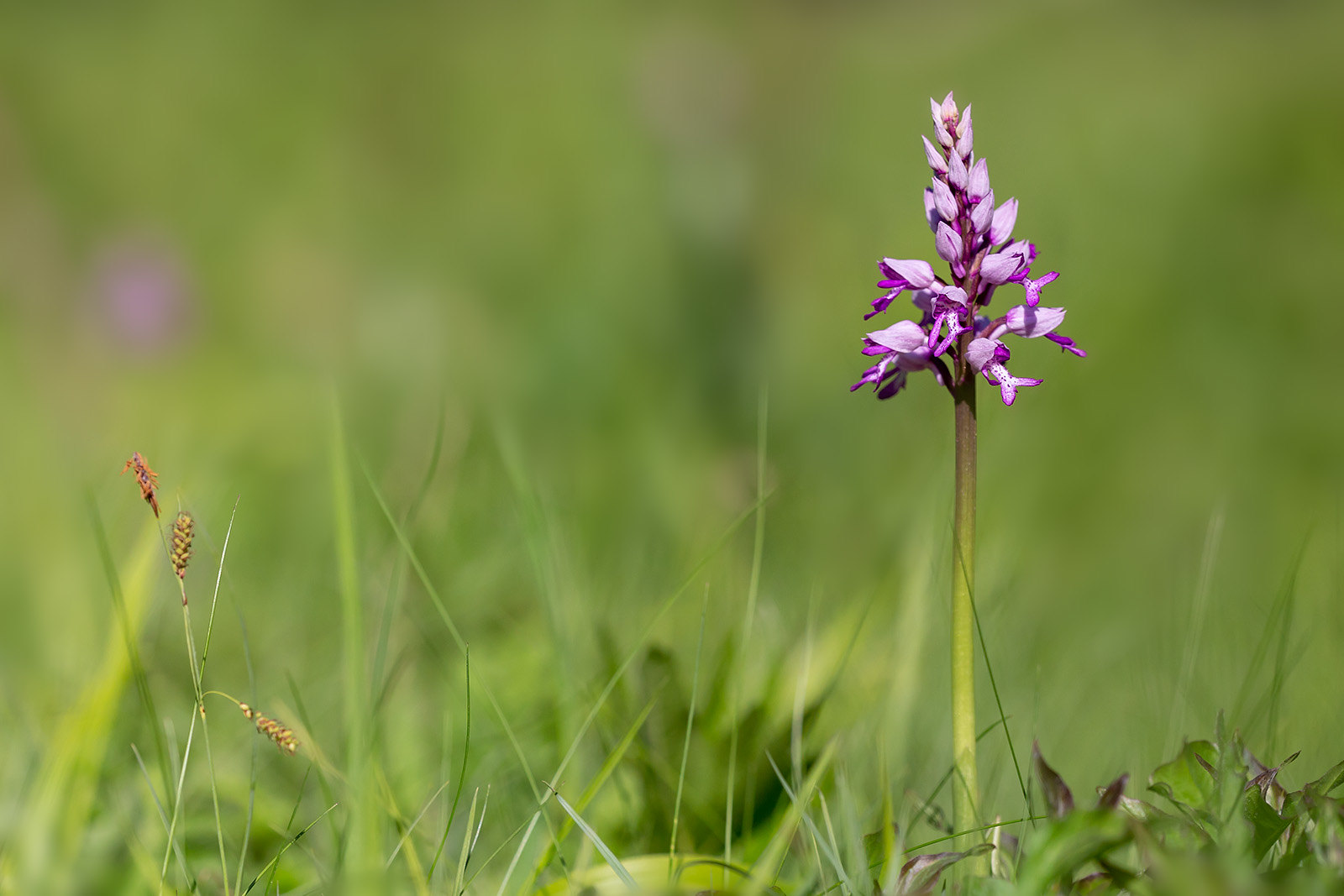 Miltary Orchid on the right hand side of the photo in a field of grass.