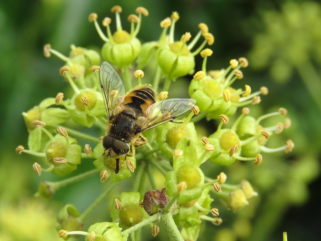 Hoverfly perched on a green plant with seeds.