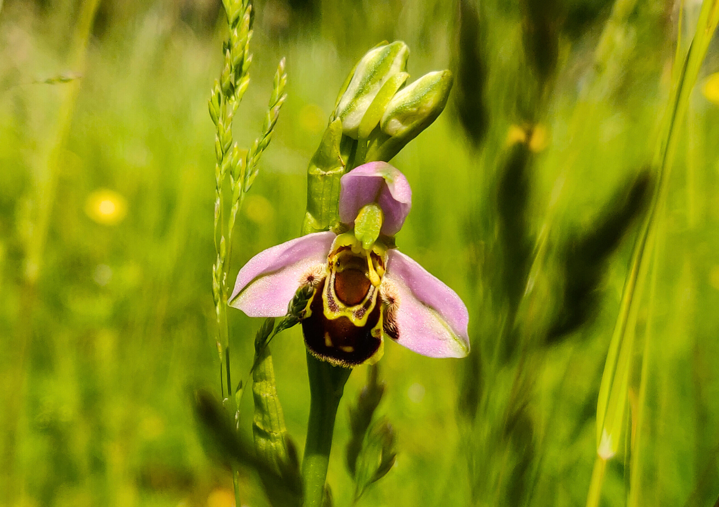 Bee Orchid in some grass.