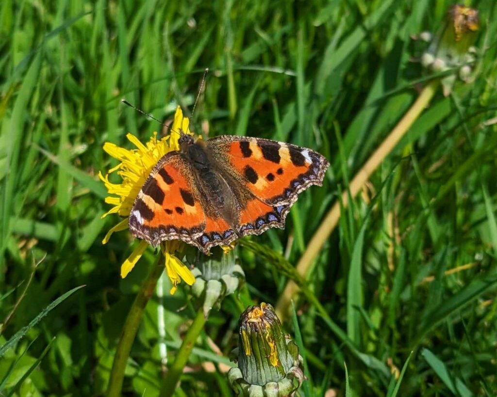 A painted lady butterfly is perched on a dandelion flower in a lawn. 