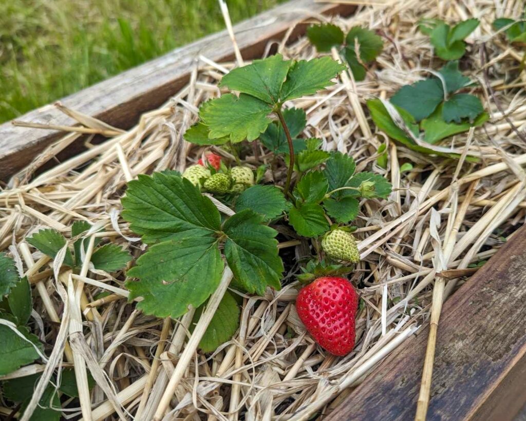 A strawberry plant on a bed of straw. A juicy red berry is ready to be picked. 