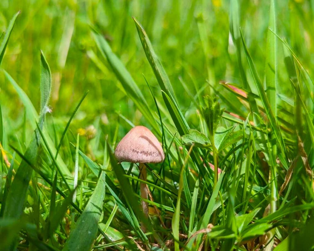 A little brown mushroom is pictured between blades of grass in a garden lawn
