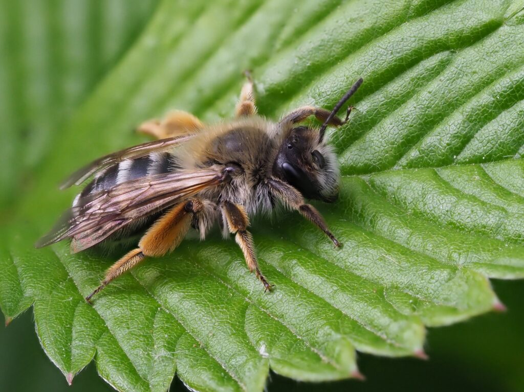 A hairy mining bee resting on a leaf. It has orange hair on its hind legs and long white hair on its thorax, legs and head