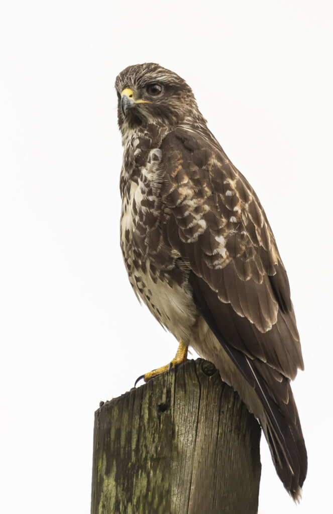 Common buzzard resting on a wooden post