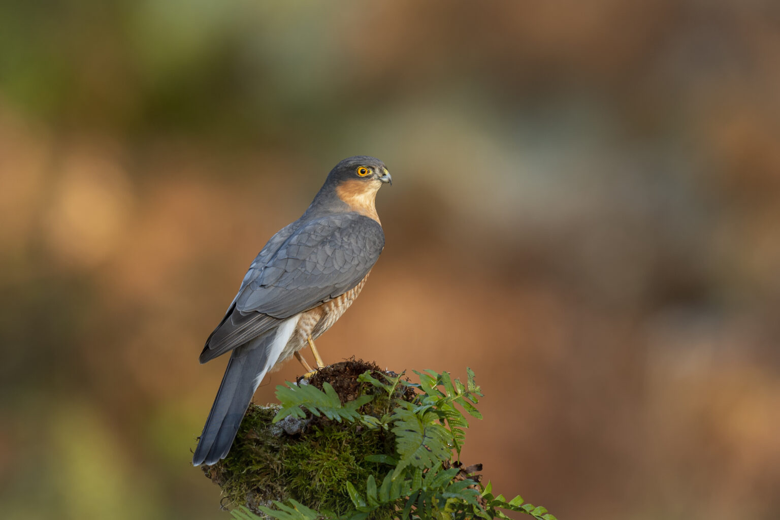 The NHBS Guide to UK Birds of Prey