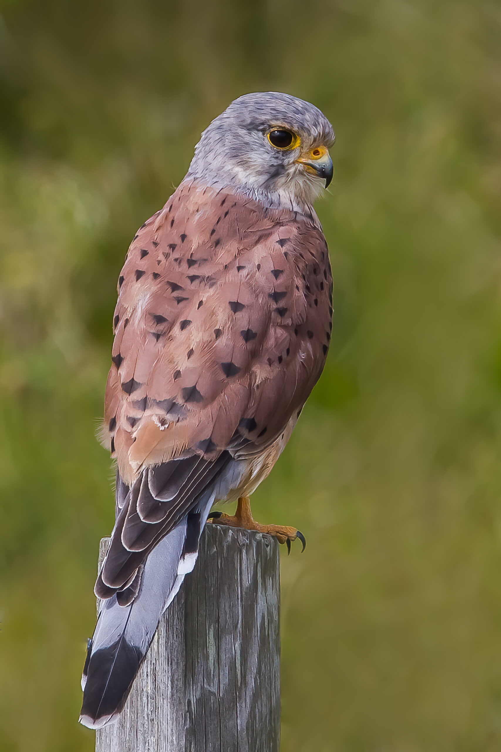 The NHBS Guide to UK Birds of Prey