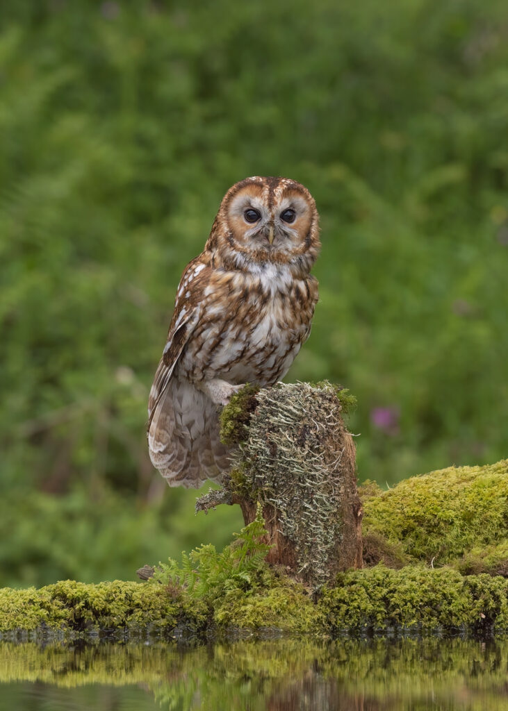 Tawny owl resting on a mossy tree stump in front of shallow water