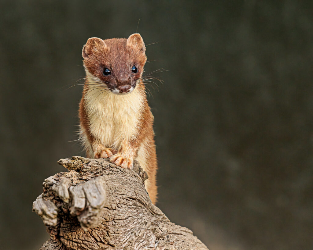 Stoat stood on a log.