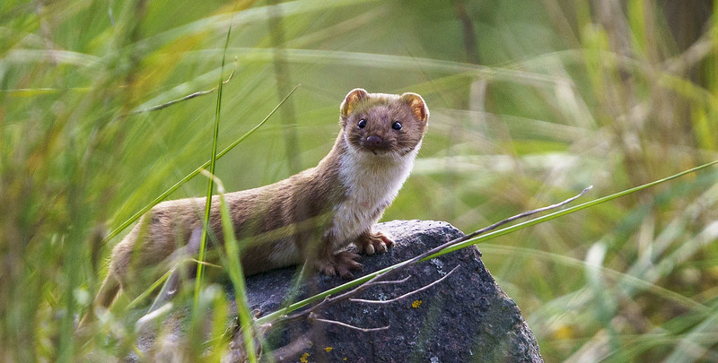 Weasel stood with its front paws on a rock in some long grass.
