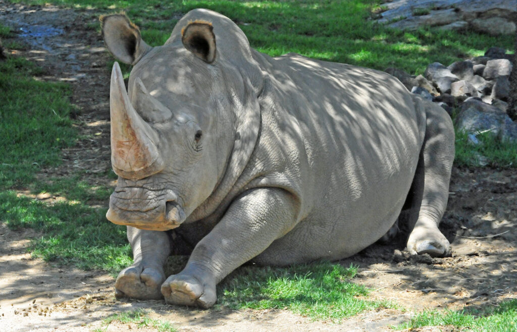 A pale rhino laying down on a bed of grass next to a tree