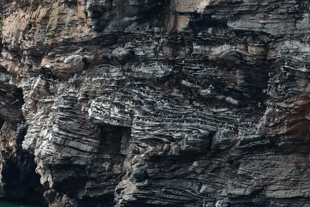 A rock face full of nesting birds