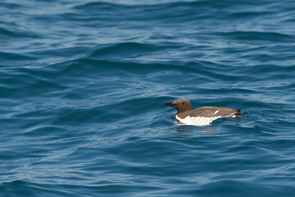 A guillemot sits on the ocean surface. It has chocolate brown upper side and white underside with a dark coloured beak