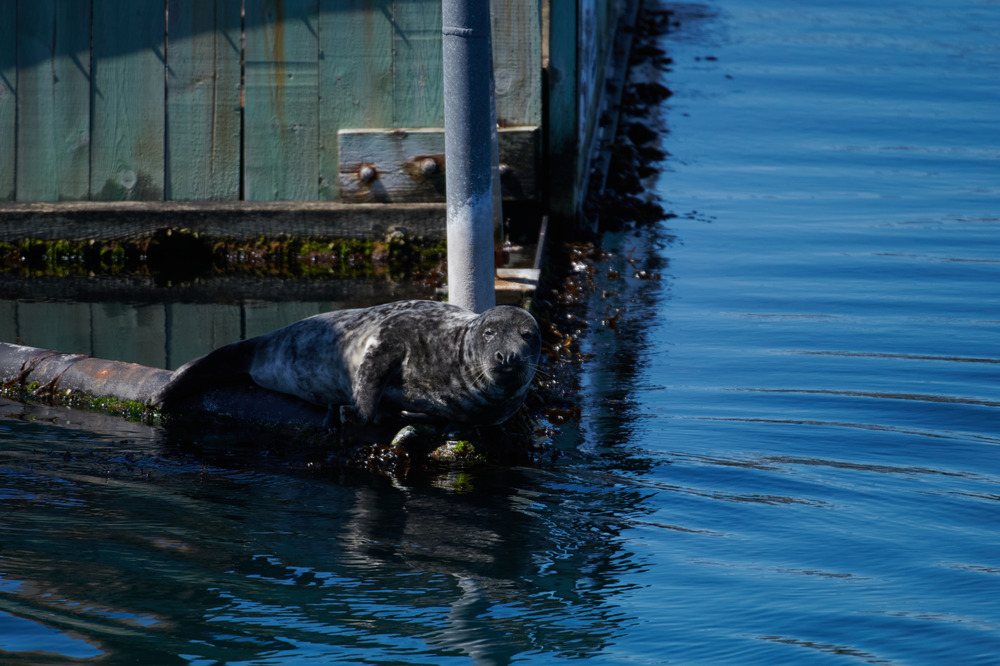 A grey seal is resting on a large pipe in a harbour. 
