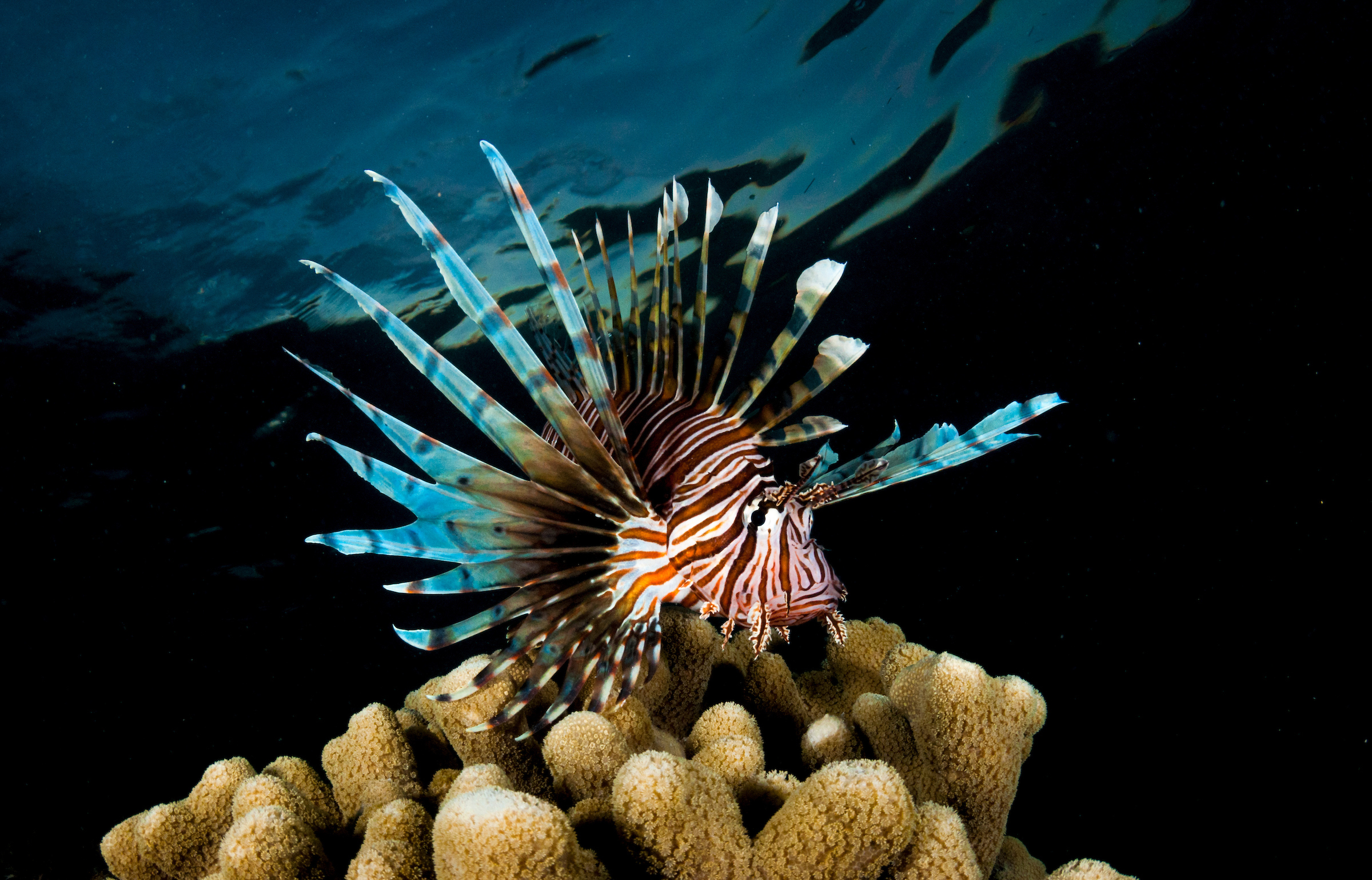 Lionfish - King of the Reef.