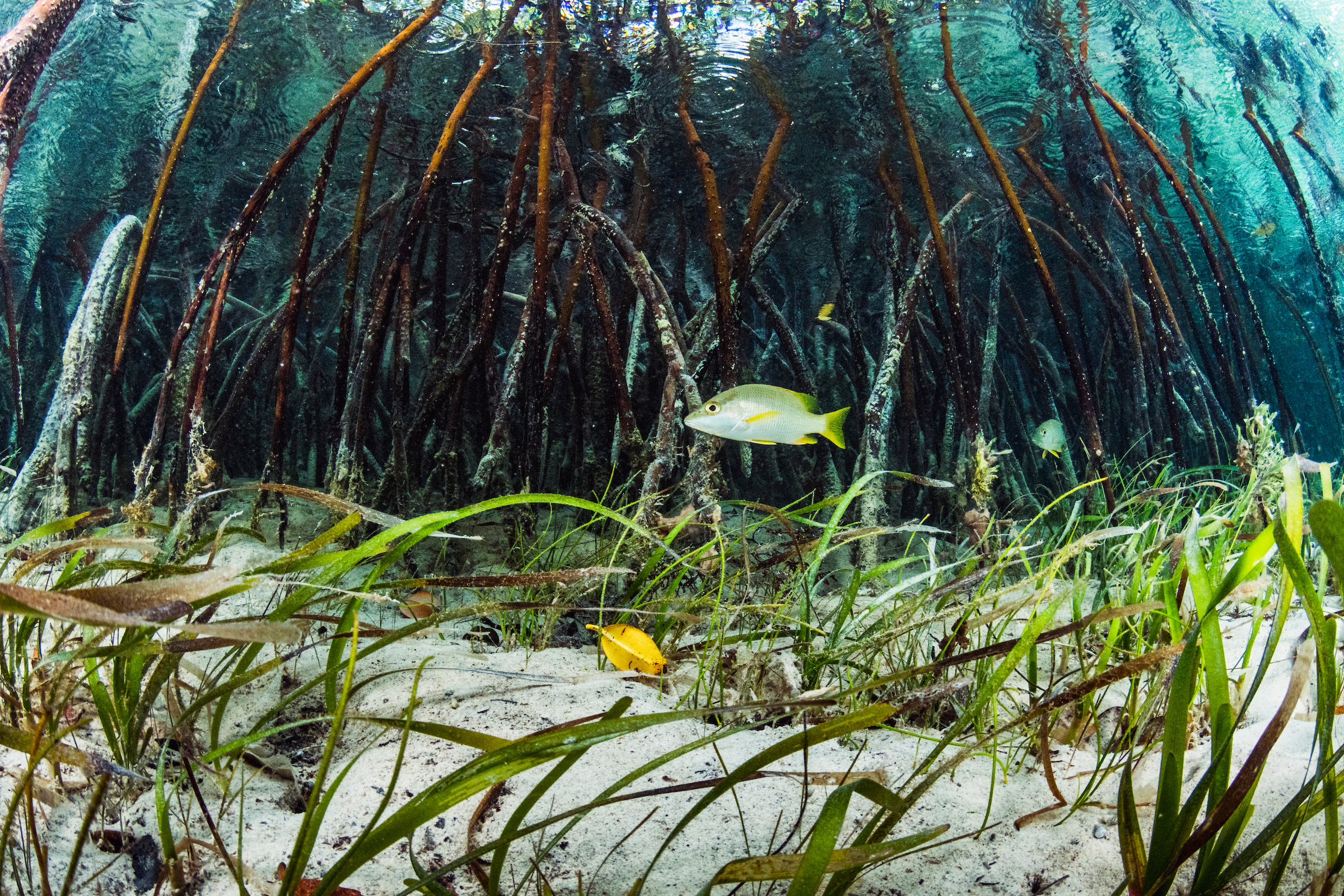 Schoolmaster snapper (Lutjanus apodus) in red mangrove(Rhizophora mangle) and turtlegrass (thalassia testudinum) habitats. Image made on Eleuthera Island, Bahamas.