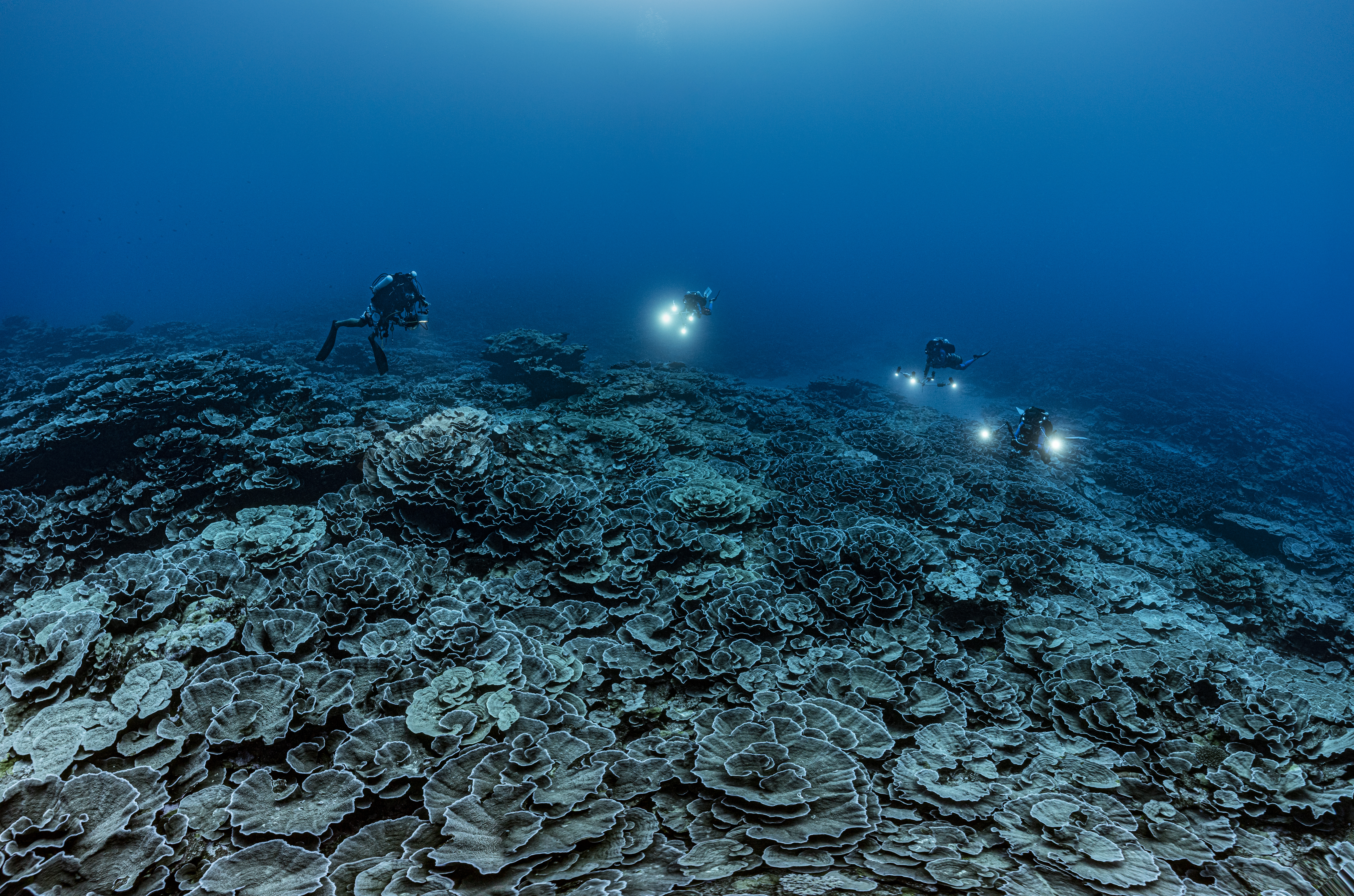 1 Ocean diving exploration mission on a deep coral reef in the heart of the Pacific showing four divers swimming over a deep coral reef.