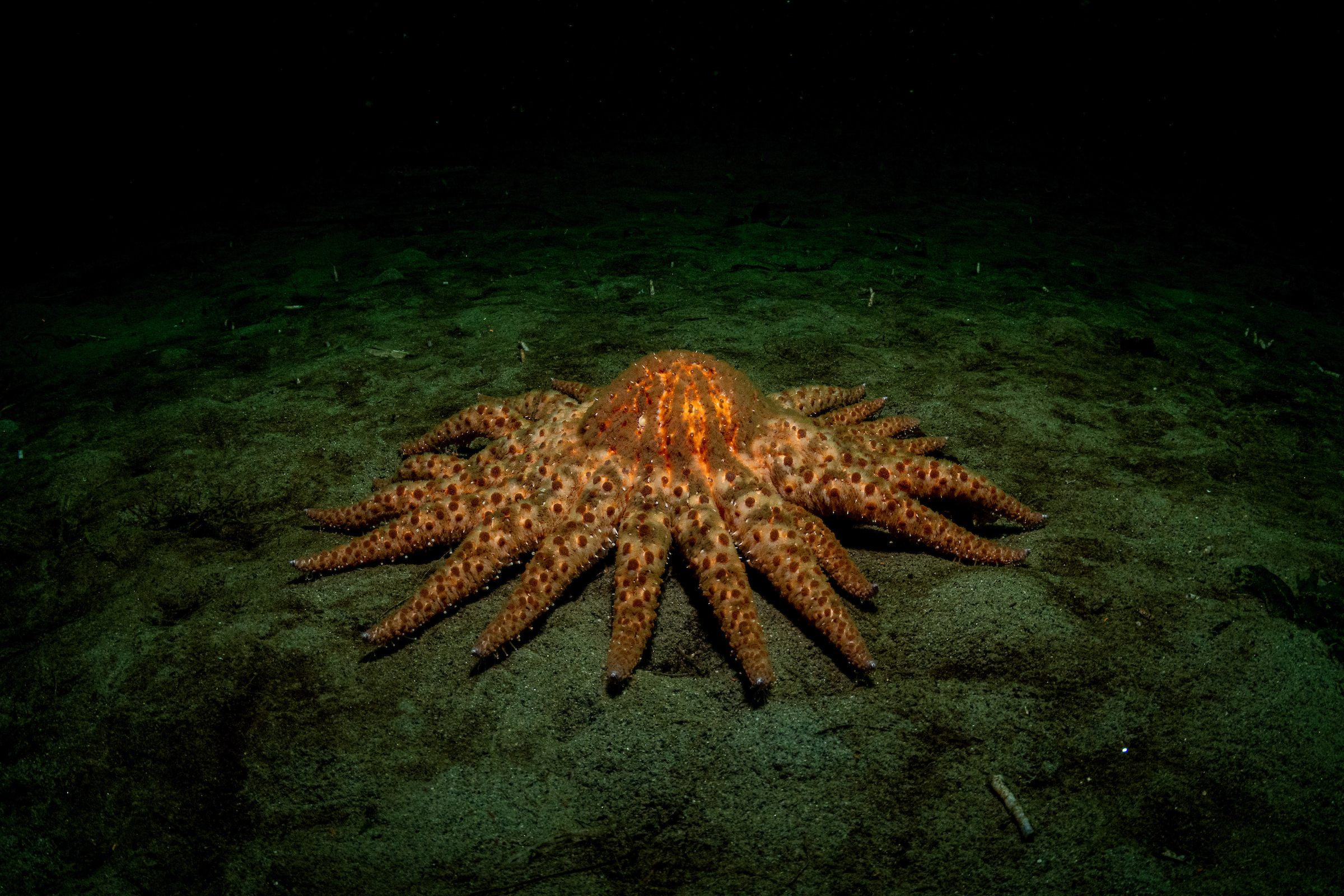 A lone Sunflower Sea Star (Pycnopodia helianthoides) or starfish crawling on the seabed off Vancouver Island, British Columbia, Canada. The species has been devastated by sea star wasting disease.