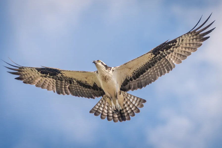 Osprey flying in-air with its wings widespread