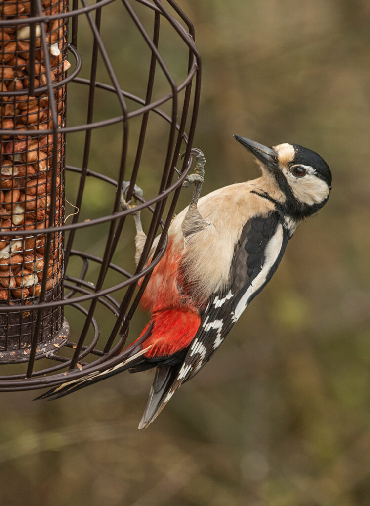 A great spotted woodpecker is grasping onto a bird feeder full of peanuts.