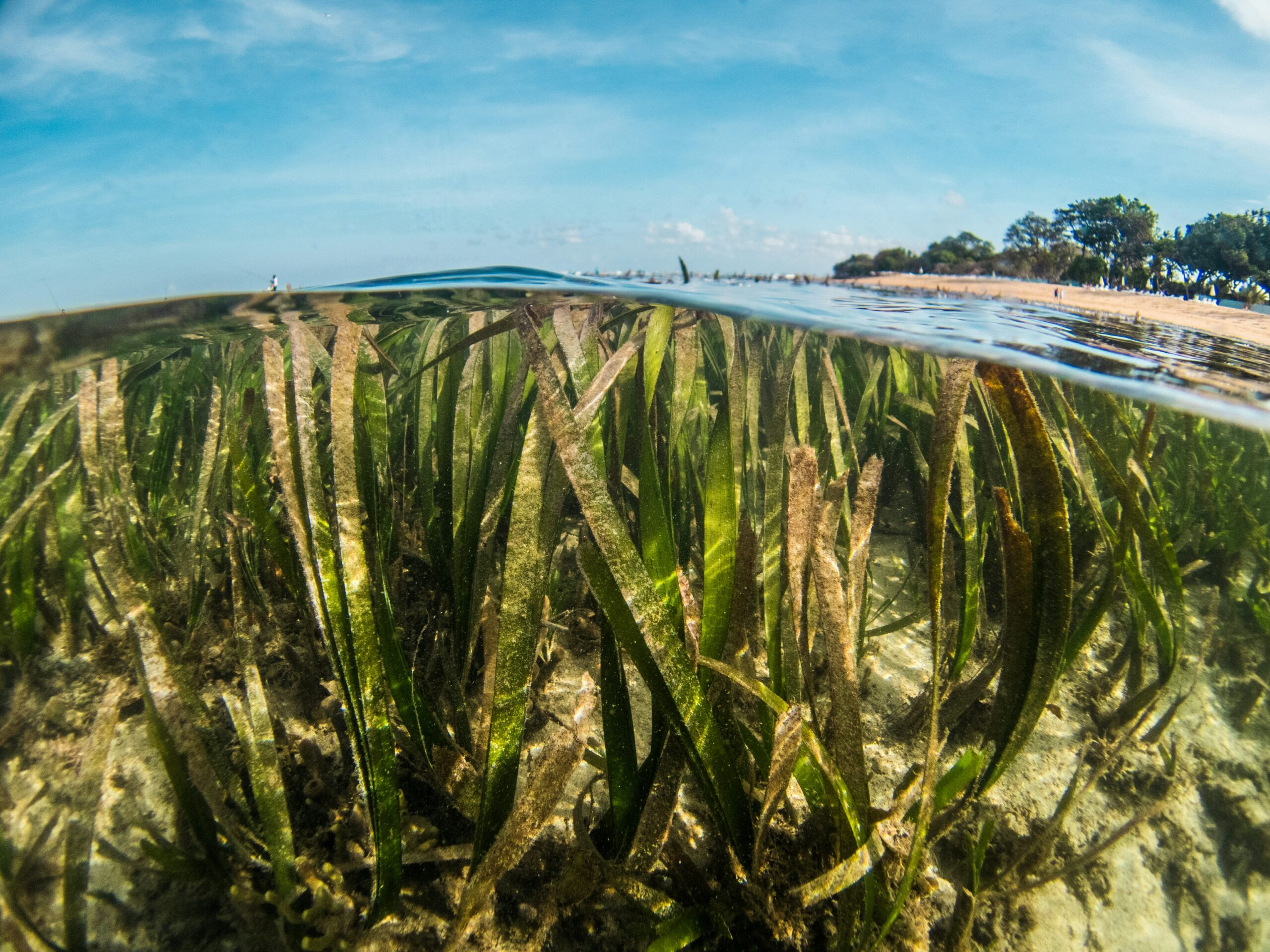 Photo taken with a camera lens half under water and half above water showing a thick seagrass forest.