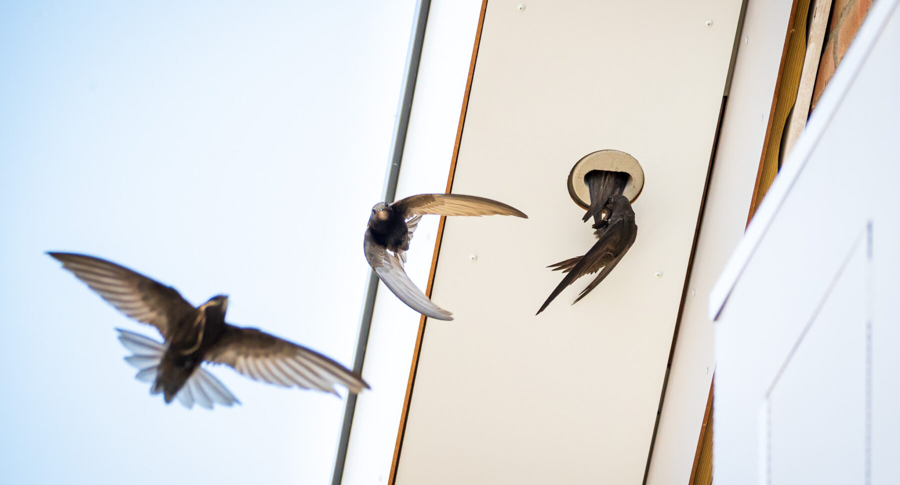 Three swifts flying into a swift box.