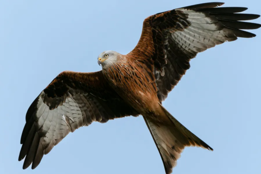 A red kite shown flying from below with its wings spread out.