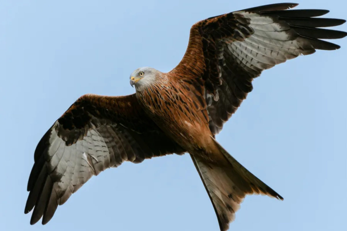 The NHBS Guide to UK Birds of Prey