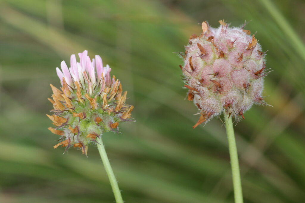 On the left is a baby pink flower, the bottom half of it is more brown in colour and is dying. On the right is a pale pink fruit, it looks like a raspberry with a swollen, knobbly exterior