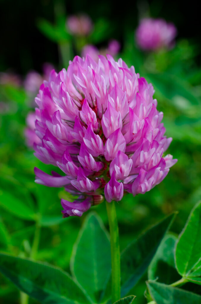 A bright, purple clover. the flower is made of multiple smaller flowers, and the leaves are more pointed with a light edge. 