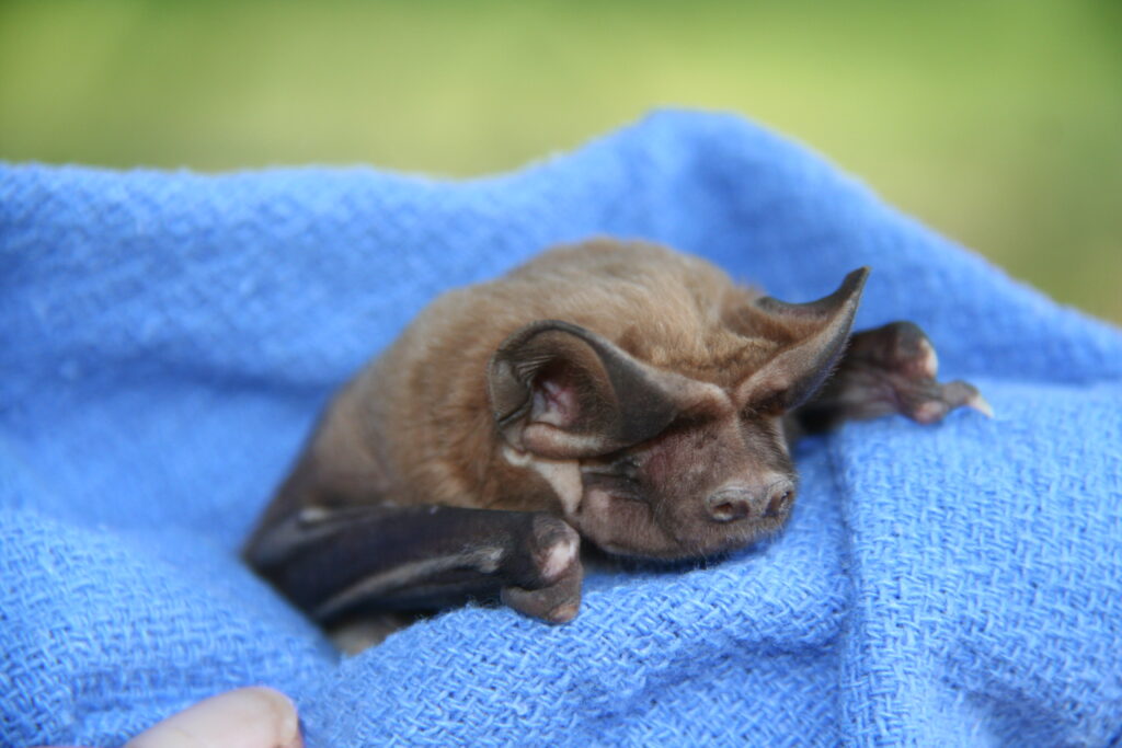 Shows a small brown bat with closed eyes, it is held in a blue blanket in daylight