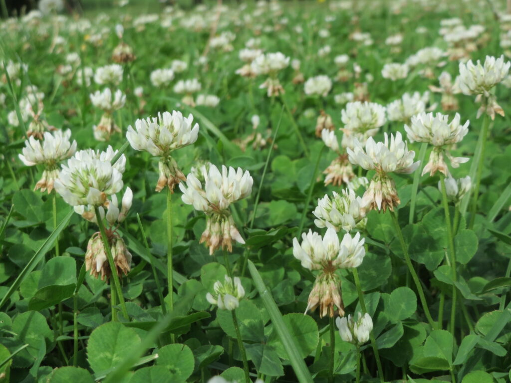 A view of clovers in the grass. Lots of small, white flowers tower above a bed of circular leaves