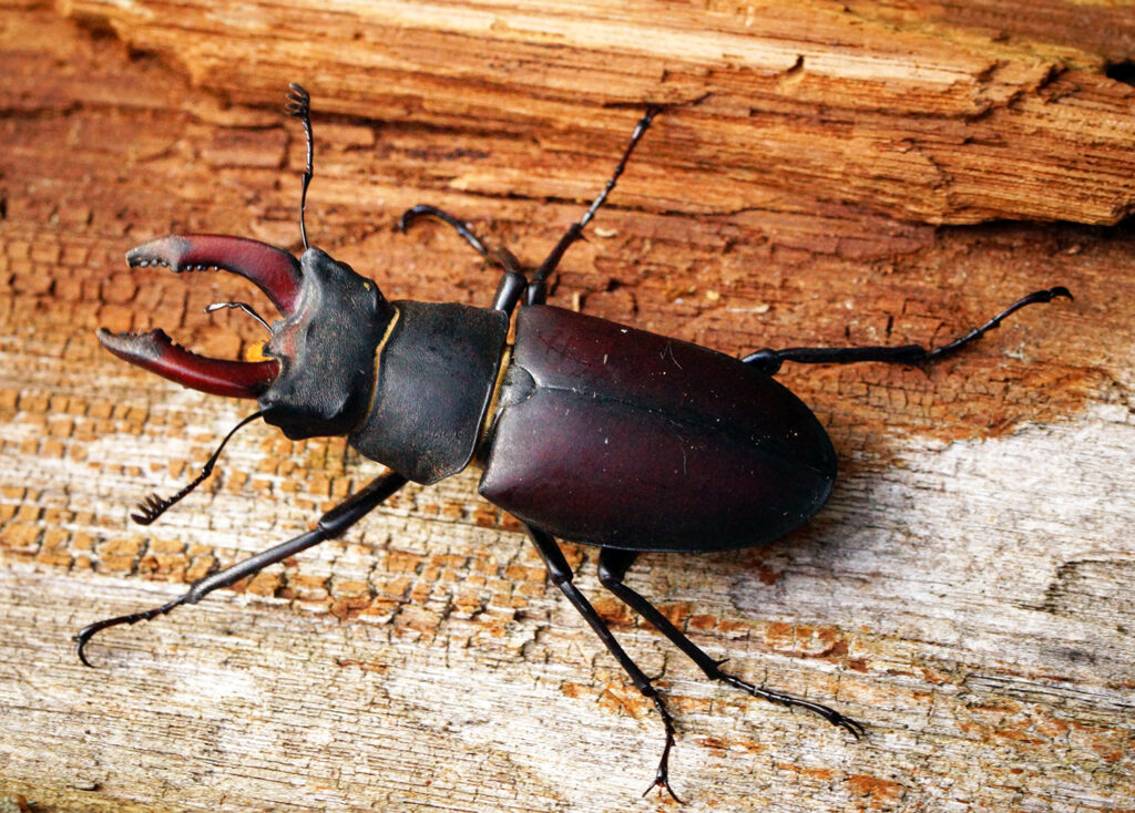 A large, black and maroon coloured beetle standing on a piece of wood.