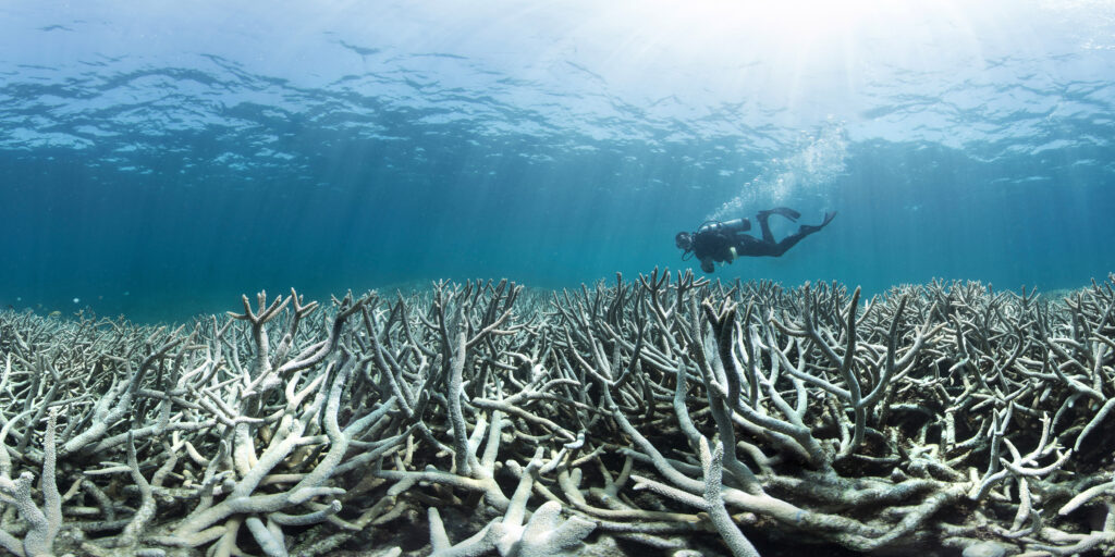 A single diver swimming across a bed of bleached coral. The coral is very branched, and pale white. 