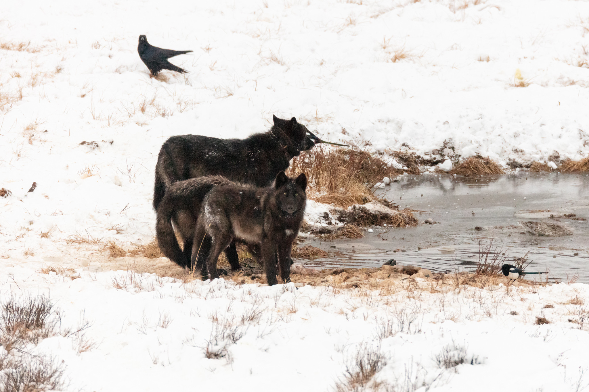 Two black wolves on the waters edge of a pond in the snow.