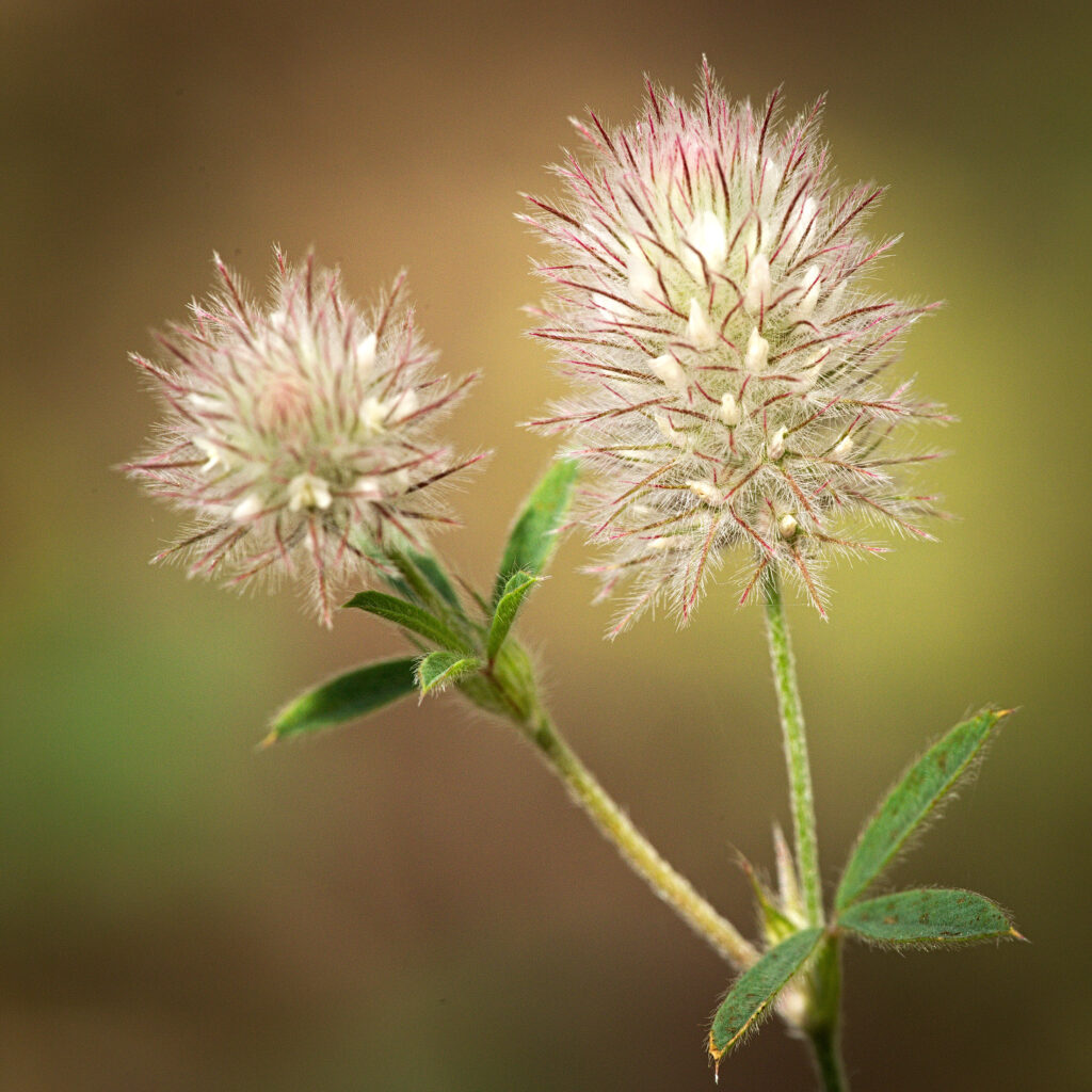 A white fluffy flower on a hairy stem with hairy leaves. 