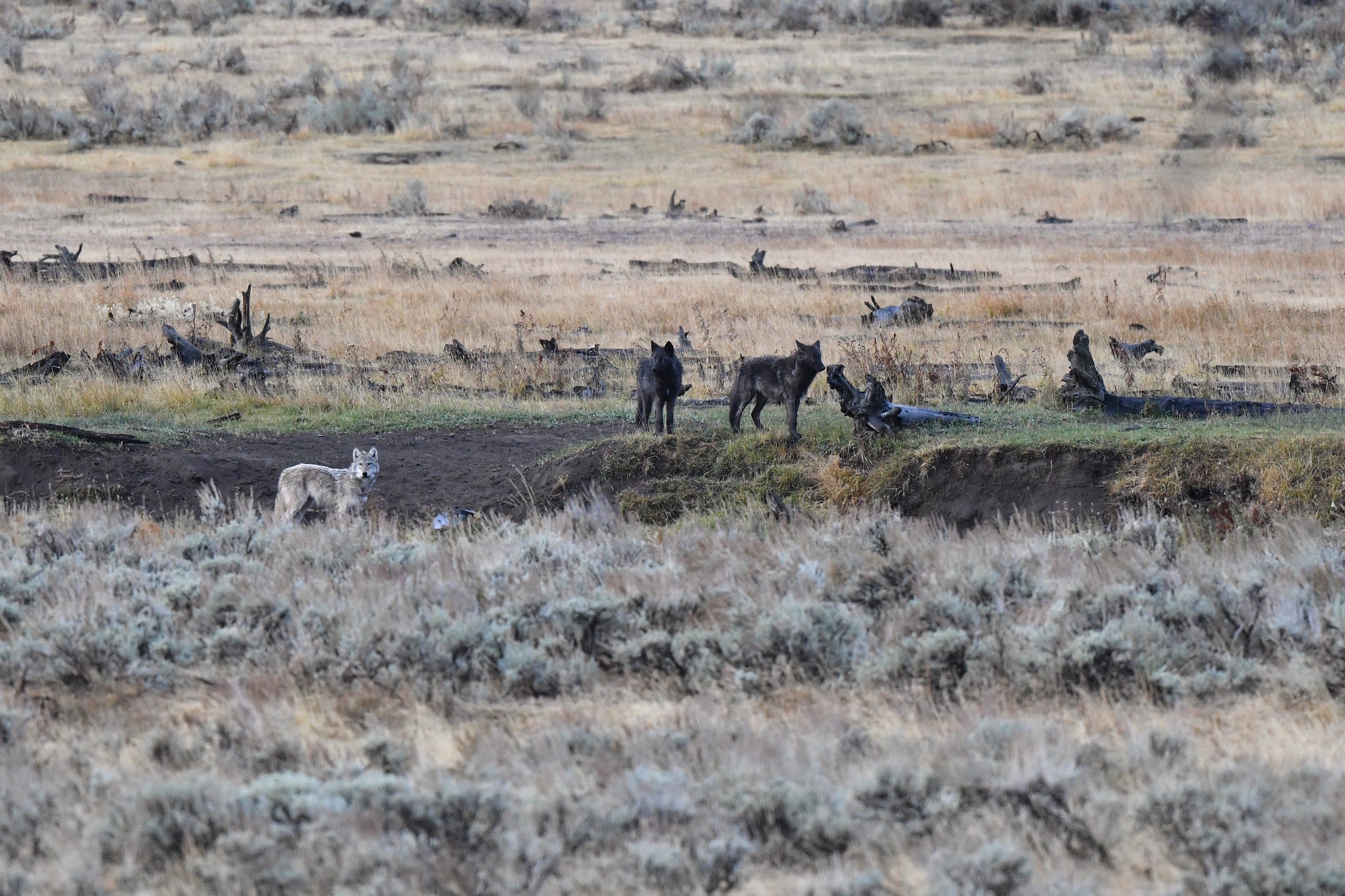 3 wolves from a yellowstone wolf pack stood on either side of a trench with scrubland all around.