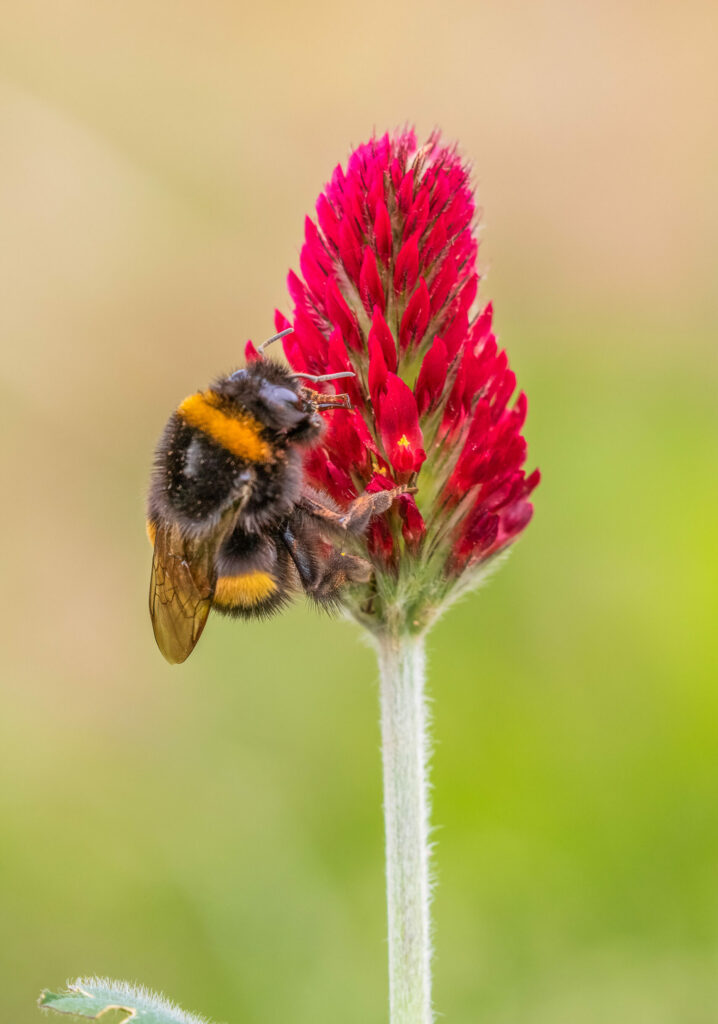 A bumble bee on a vibrant red pear-shaped flower. 