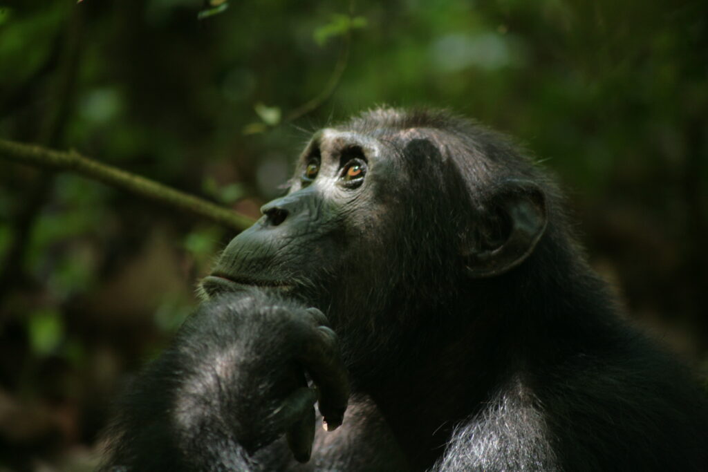 A chimpanzee is resting its hand under its chin. It is looking thoughtfully towards the sky with the sun on its face