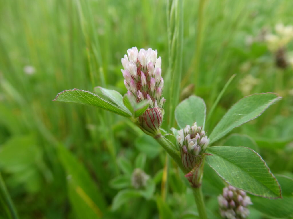 A cylindrical shaped clover, with red veins in the base of the flower head. the leaves have three leaflets and are slightly pink on the edges