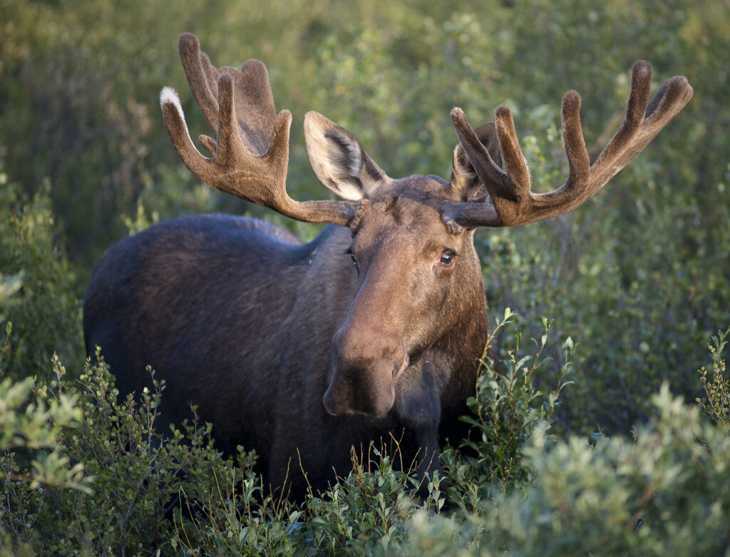 A bull moose with large antlers standing in scrub