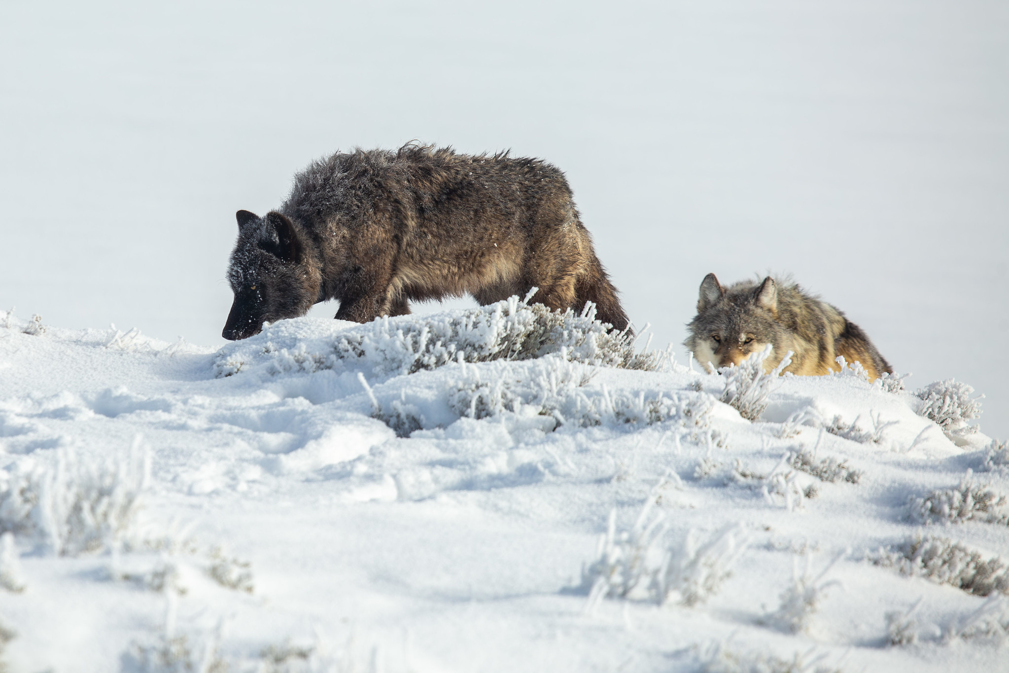 Close up of two wolves in Hayden Valley, Yellowstone National Park, walking over a snowy ridge.