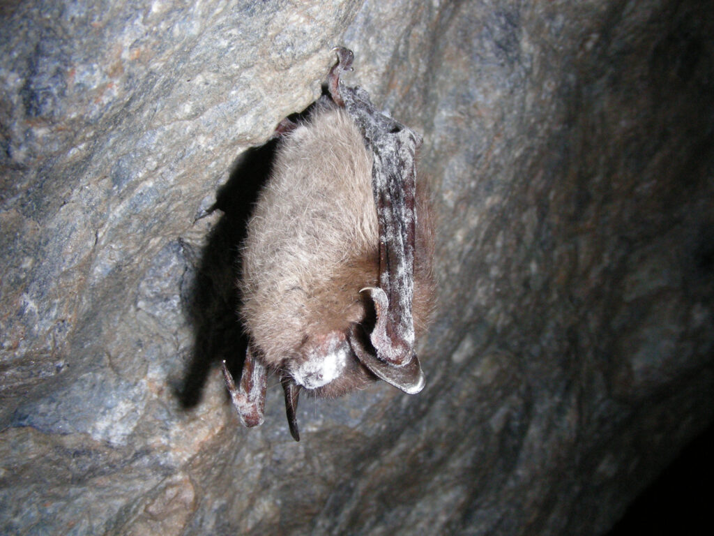 A brown bat is hanging upside down. it has white fluffy mould covering its wings and face
