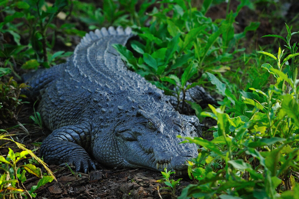 A large, black crocodile is laying on the floor in a patch of bark surrounded by small plants