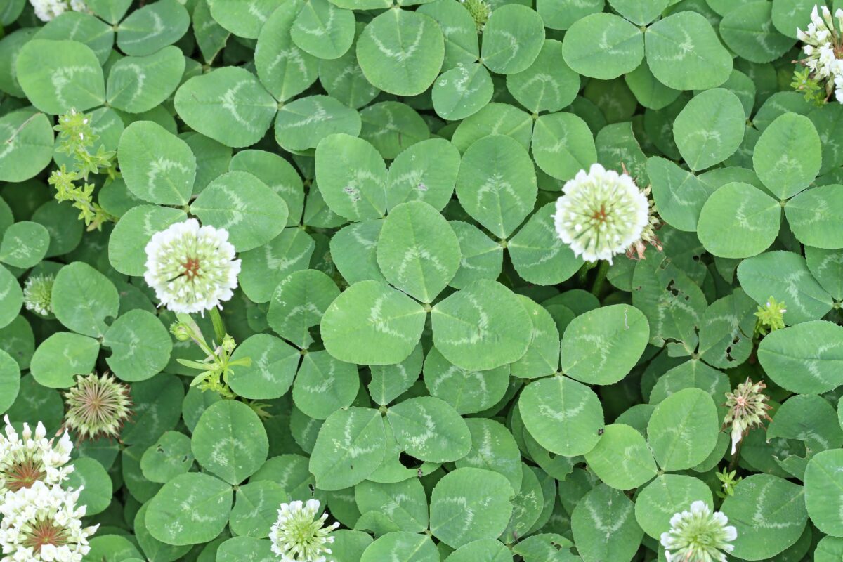 A bed of clover leaves, from a birds-eye view. there are two large flower heads