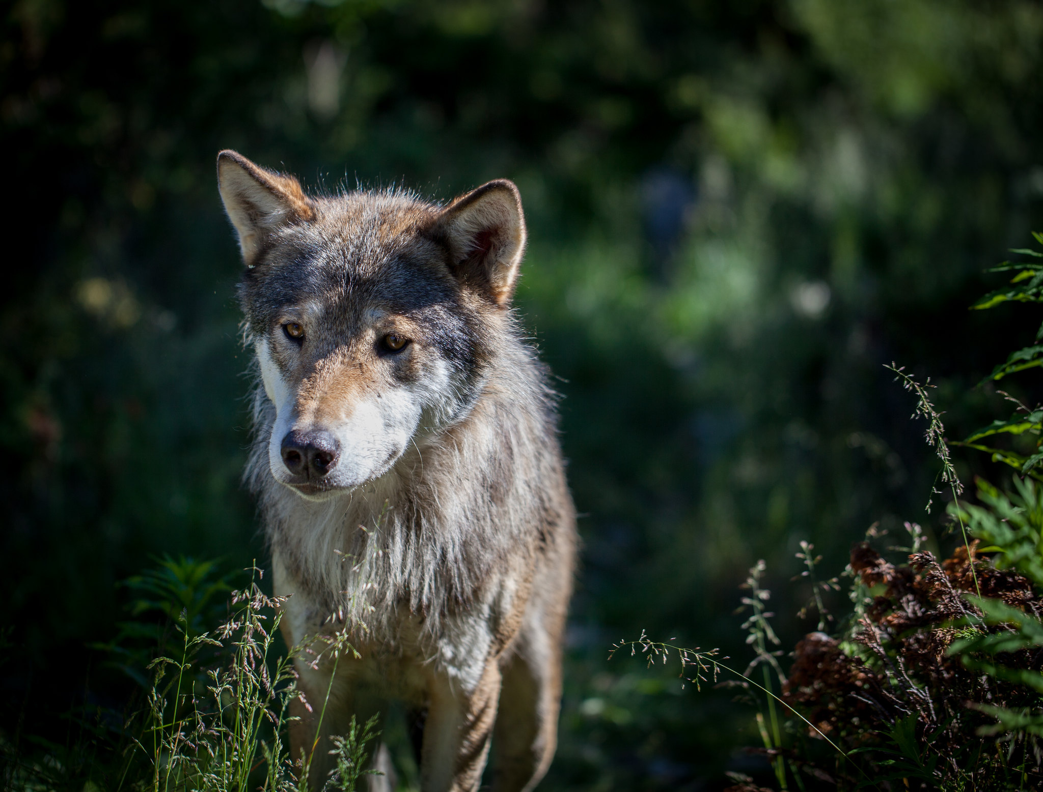 Eurasian Wolf in a forest.