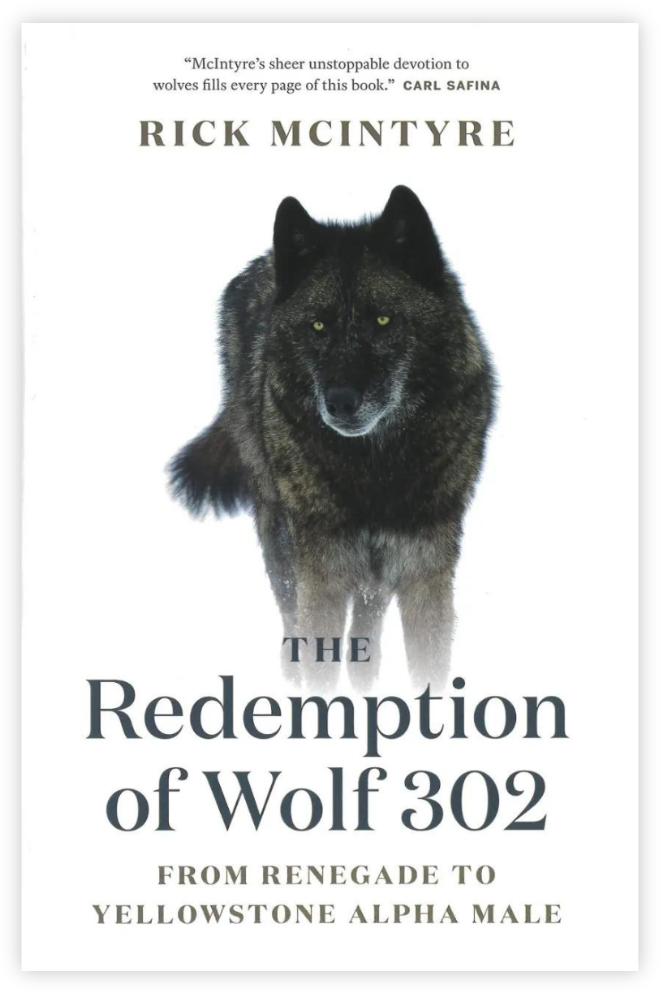 The Redemption of Wolf 302 book cover showing wolf 302 walking towards the camera in the snow.